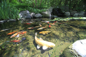 Pond-Maintenance Basics For Recreational Fish Ponds
