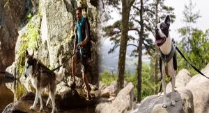 The Best Dog-Friendly Hiking Trails in Maryland State Parks